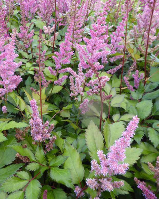 Astilbe hybride Maggie Daley - Astilbe maggie daley - Plantes