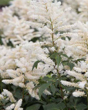 Astilbe hybride Washington - Astilbe washington - Plantes