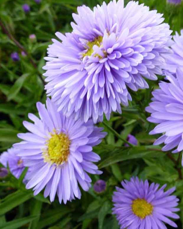 3 Astères de Nouvelle-Belgique Marie Ballard - Aster novi-belgii marie ballard - Plantes