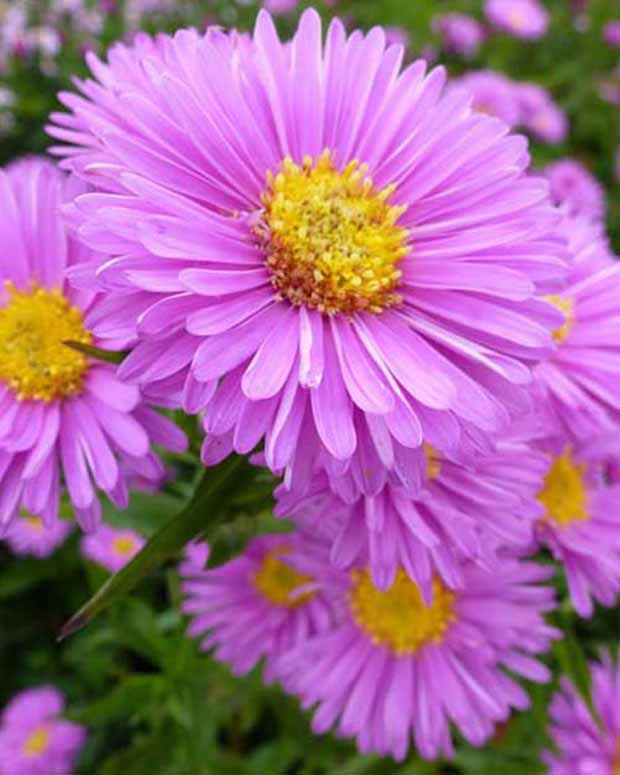 3 Astères à feuilles lisses Patricia Ballard - Aster novi-belgii patricia ballard - Plantes