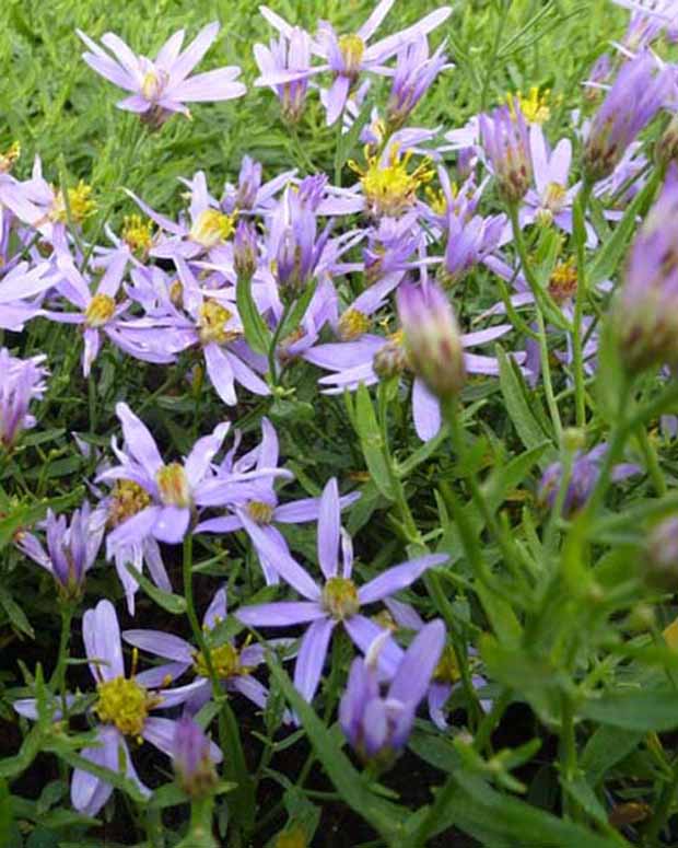 3 Astères à feuilles de Sedum Nanus - Aster sedifolius nanus - Plantes