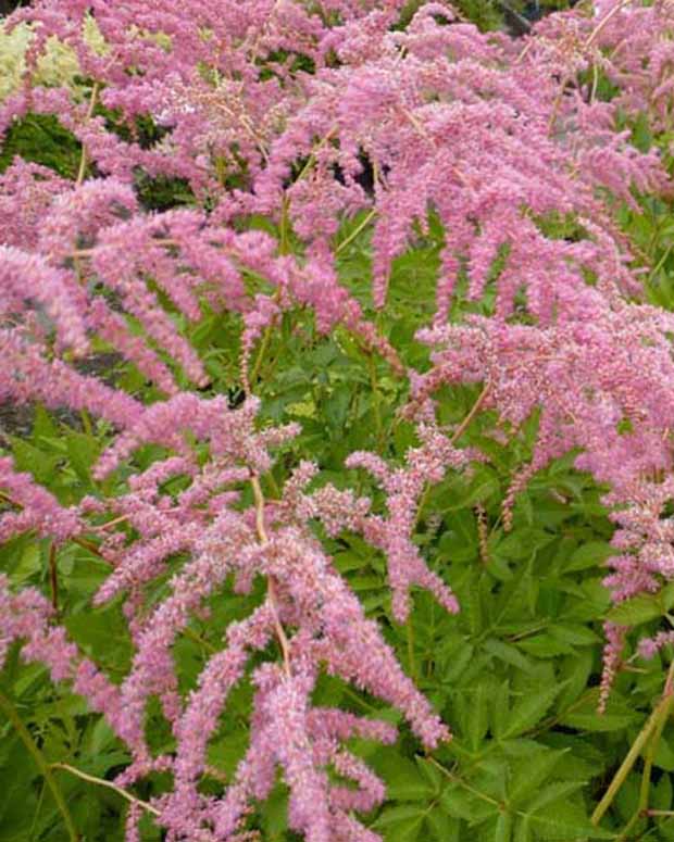 Astilbe de Chine Straussenfeder - Astilbe thunbergii straussenfeder - Plantes