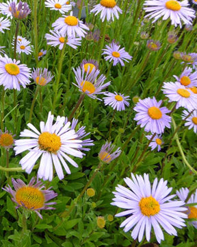 3 Astères de l'Himalaya Wartburgstern - Aster tongolensis wartburgstern - Plantes