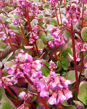 Bergénia à feuilles cordées Eroica Plante des savetiers Eroica - Bergenia cordifolia Eroica - Plantes