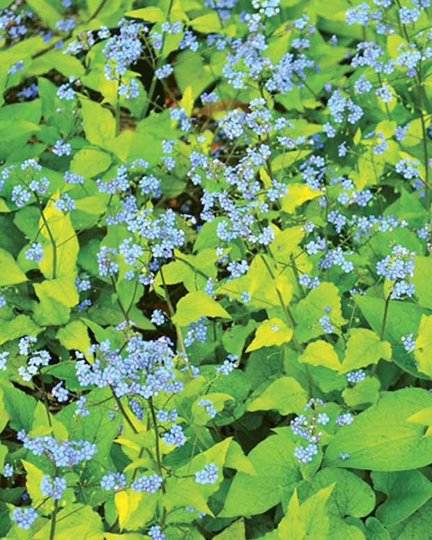 Myosotis du Caucase Dianes Gold - Brunnera macrophylla dianes gold - Plantes