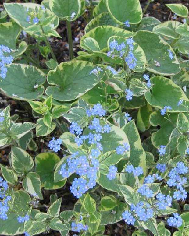 Myosotis du Caucase Hadspen cream - Brunnera macrophylla hadspen cream - Plantes