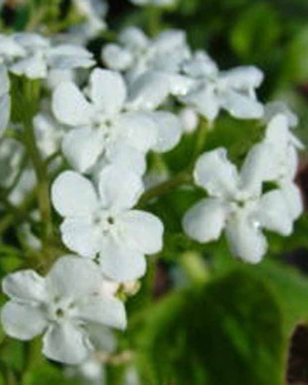 Myosotis du Caucase Marley's White - Brunnera macrophylla marleys white - Plantes