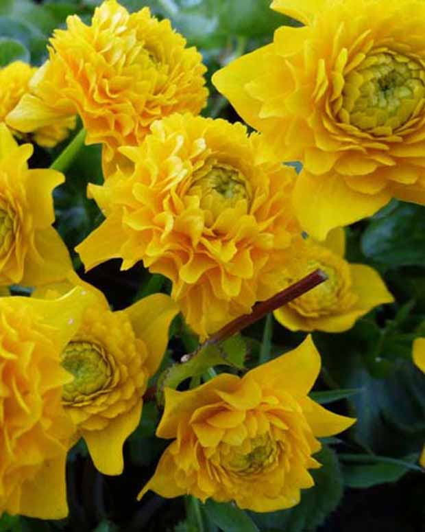 Populage des marais à fleurs doubles - Caltha palustris plena - Plantes