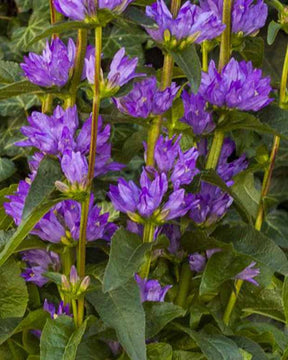 Campanule agglomérée Freya - Campanula glomerata freya - Plantes