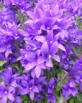 Campanule agglomérée Joan Elliott - Campanula glomerata joan elliott - Plantes