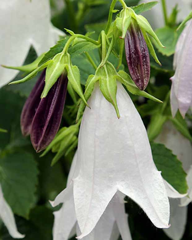 Campanule hybride Iridescent Bells - Campanula iribella iridescent bells - Plantes