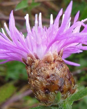 3 Centaurées jacées - Centaurea jacea - Plantes