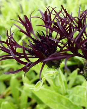 Centaurée des montagnes Black Sprite - Centaurea montana black sprite - Plantes