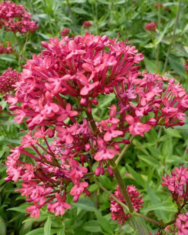 3 Valériane Rosenrot - Centranthus ruber rosenrot - Plantes