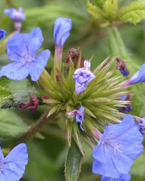 Dentelaire arbustive Forest Blue Plumbago de Willmott Forest Blue - Ceratostigma willmottianum lice forest blue - Plantes