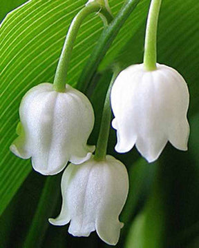 Muguet Bridal Choice Muguet à grandes fleurs - Convallaria majalis bridal choice - Plantes