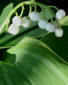 Muguet Hofheim - Convallaria majalis hofheim - Plantes