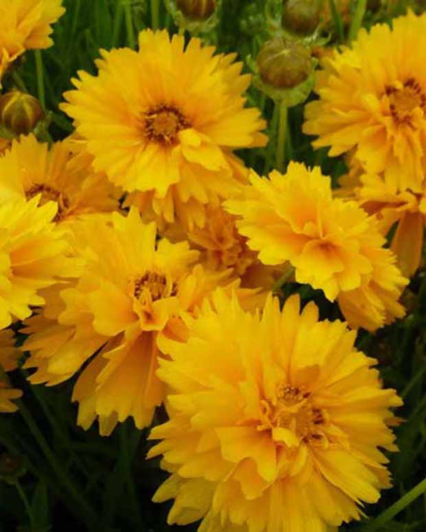 3 Coreopsis à grandes fleurs Sunray - Coreopsis grandiflora sunray - Plantes