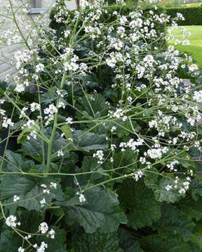 Chou nuage blanc - Crambe cordifolia - Plantes