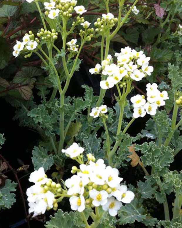 Crambe maritima choux maritime - Crambe maritima - Plantes