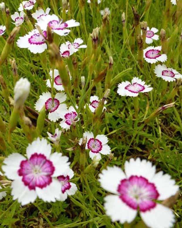 3 Œillets à delta Arctic Fire - Dianthus deltoides arctic fire - Plantes