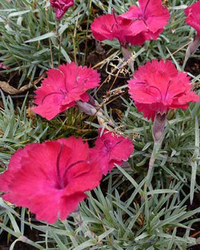 3 Œillets de la Pentecôte Badenia - Dianthus gratianopolitanus badenia - Plantes