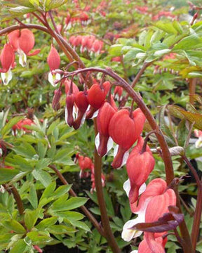 Cœur de Marie Valentine Lamprocapnos spectabilis Valentine - Dicentra spectabilis hordival valentine - Plantes