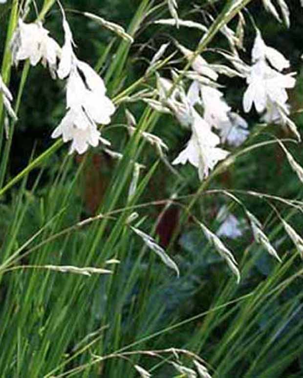 Canne à pêche des anges Album - Dierama pulcherrimum album - Plantes