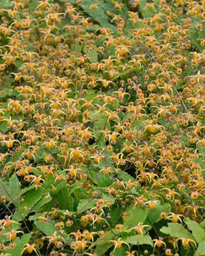 Fleur des elfes Amber Queen - Epimedium amber queen - Plantes