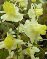 Fleur des elfes - Epimedium pinnatum subsp. colchicum - Plantes