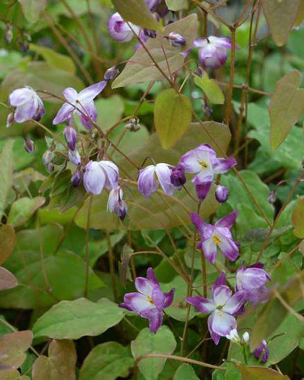 Fleur des elfes Merlin - Epimedium youngianum merlin - Plantes