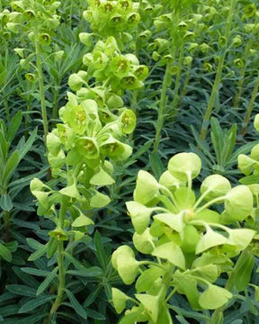 Euphorbe des garrigues - Euphorbia characias - Plantes