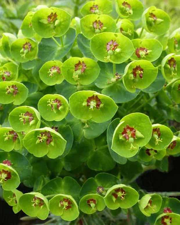 Euphorbe de Martin Baby Charm - Euphorbia martinii baby charm - Plantes