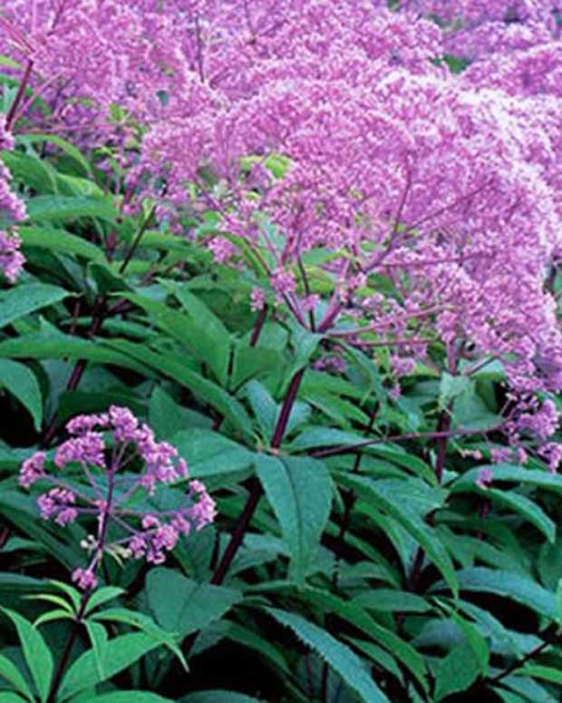 Eupatoire maculée Gateway - Eupatorium maculatum gateway - Plantes