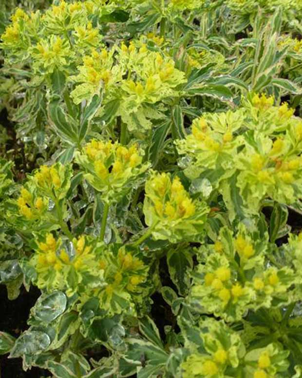 Euphorbe polychrome Variegata - Euphorbia polychroma variegata - Plantes