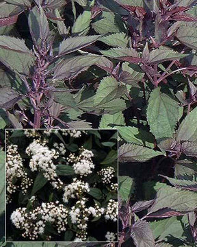 Eupatoire à feuilles molles Chocolate - Eupatorium rugosum chocolate - Plantes