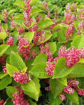 Renouée du Japon - Reynoutria compacta - Plantes