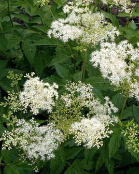 Filipendule pourpre Alba Reine des Prés - Filipendula purpurea alba - Plantes