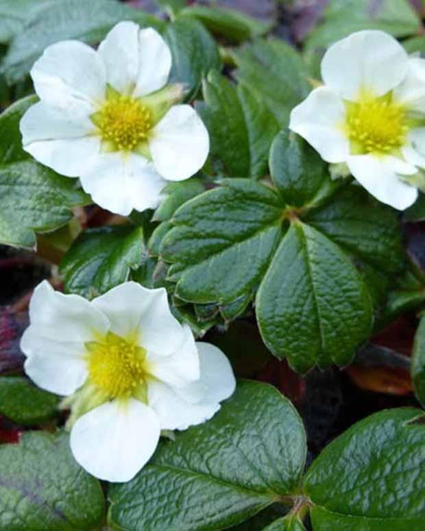 Fraisier du Chili - Fragaria chiloensis - Plantes