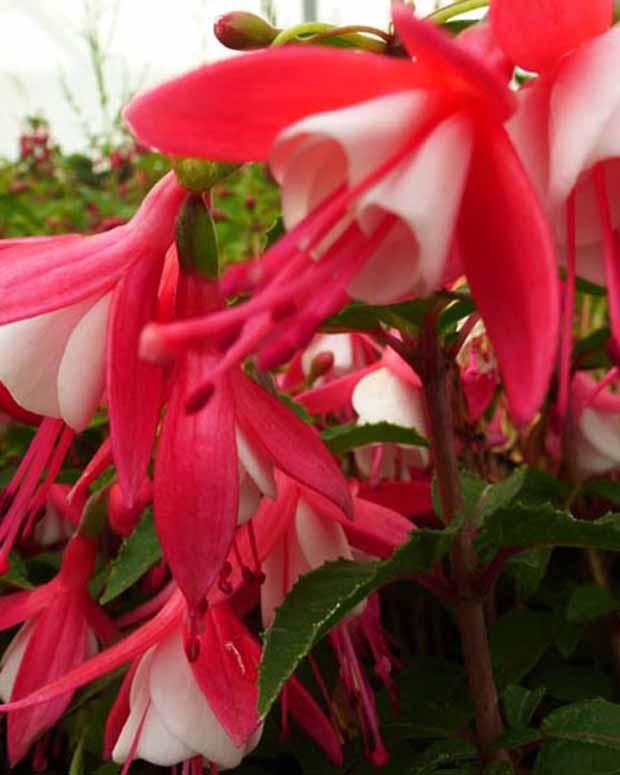 Fuchsia Lady Thumb - Fuchsia lady thumb - Plantes