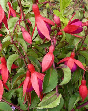 Fuchsia Mrs Popple - Fuchsia mrs popple - Plantes