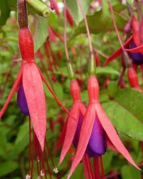 Fuchsia rustique à feuilles pourpres - Fuchsia magellanica var. gracilis - Plantes