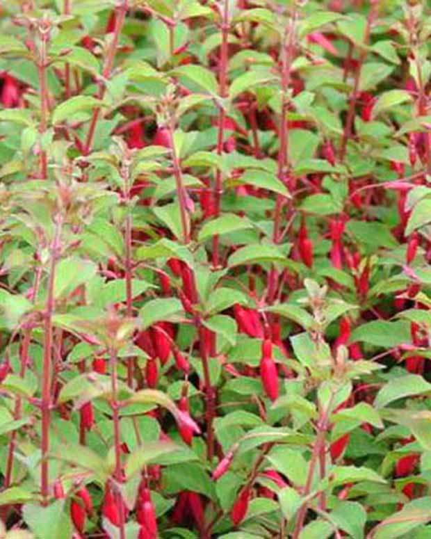 Fuchsia rustique à feuilles pourpres - Fuchsia magellanica var. gracilis - Plantes vivaces