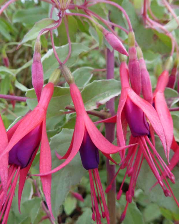 Fuchsia de Magellan Tricolor Fuschia rustique panaché - Fuchsia magellanica tricolor - Plantes