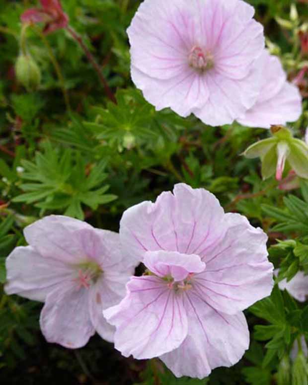 Géranium vivace sanguin Apfelblüte - Geranium sanguineum apfelblüte - Plantes