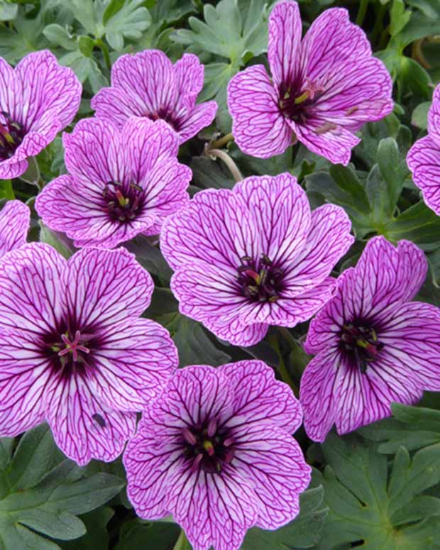 Géranium vivace à feuilles cendrées Laurence Flatman - Geranium cinereum laurence flatman - Plantes