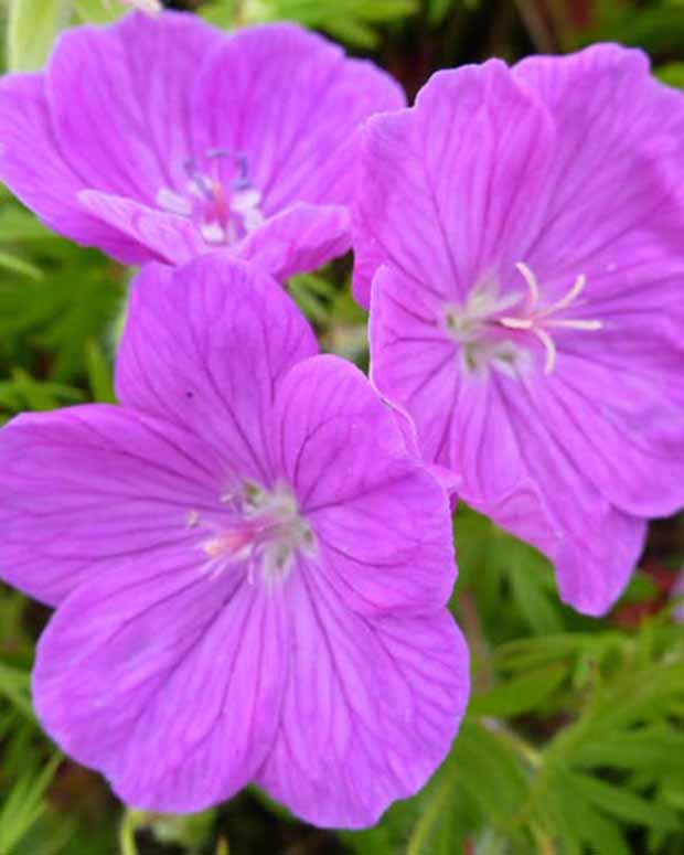 Géranium sanguin Cedric Morris - Geranium sanguineum cedric morris - Plantes