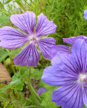 Géranium Blue Blood - Geranium blue blood - Plantes