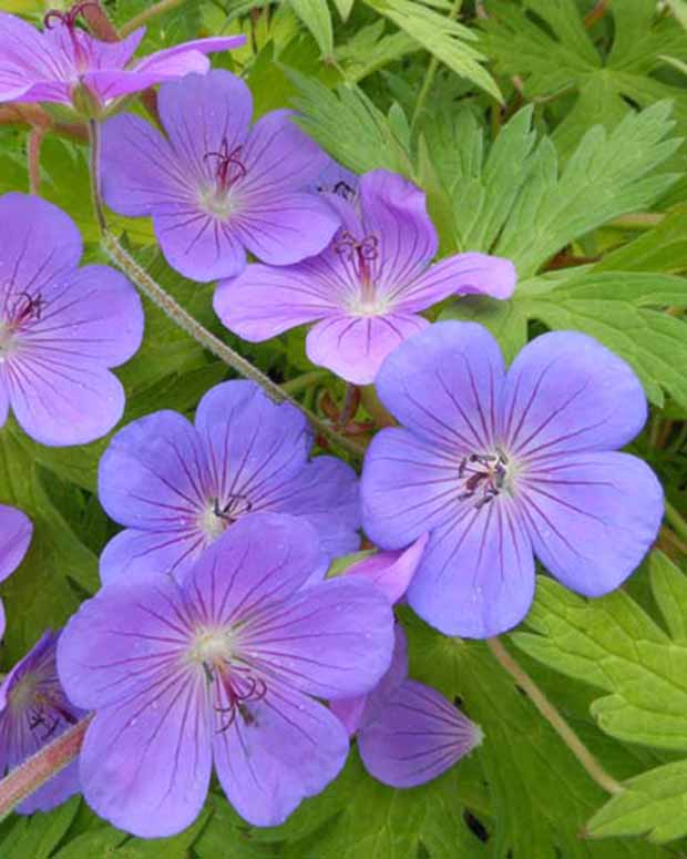 Géranium Blue Sunrise - Geranium blogold blue sunrise - Plantes