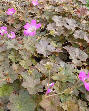 Géranium Dusky Crûg - Geranium dusky crûg - Plantes